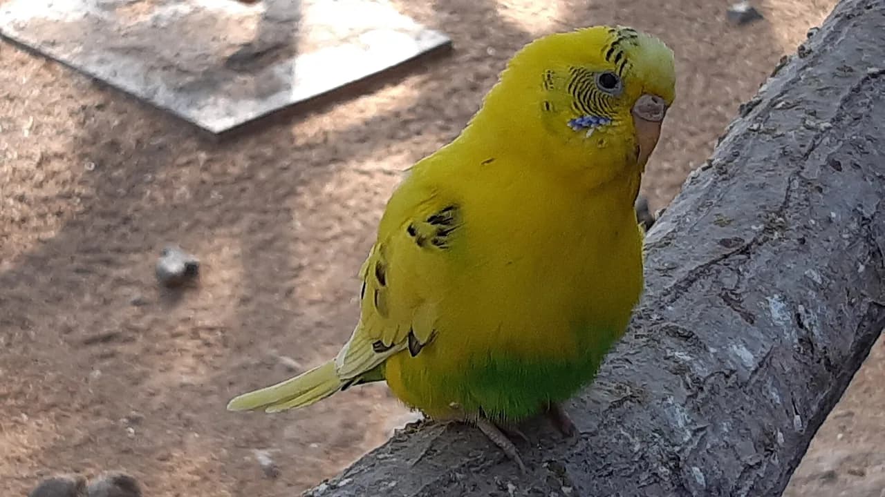 Caring for Birds and Small Pets: Cages, Feed and Recurring Costs