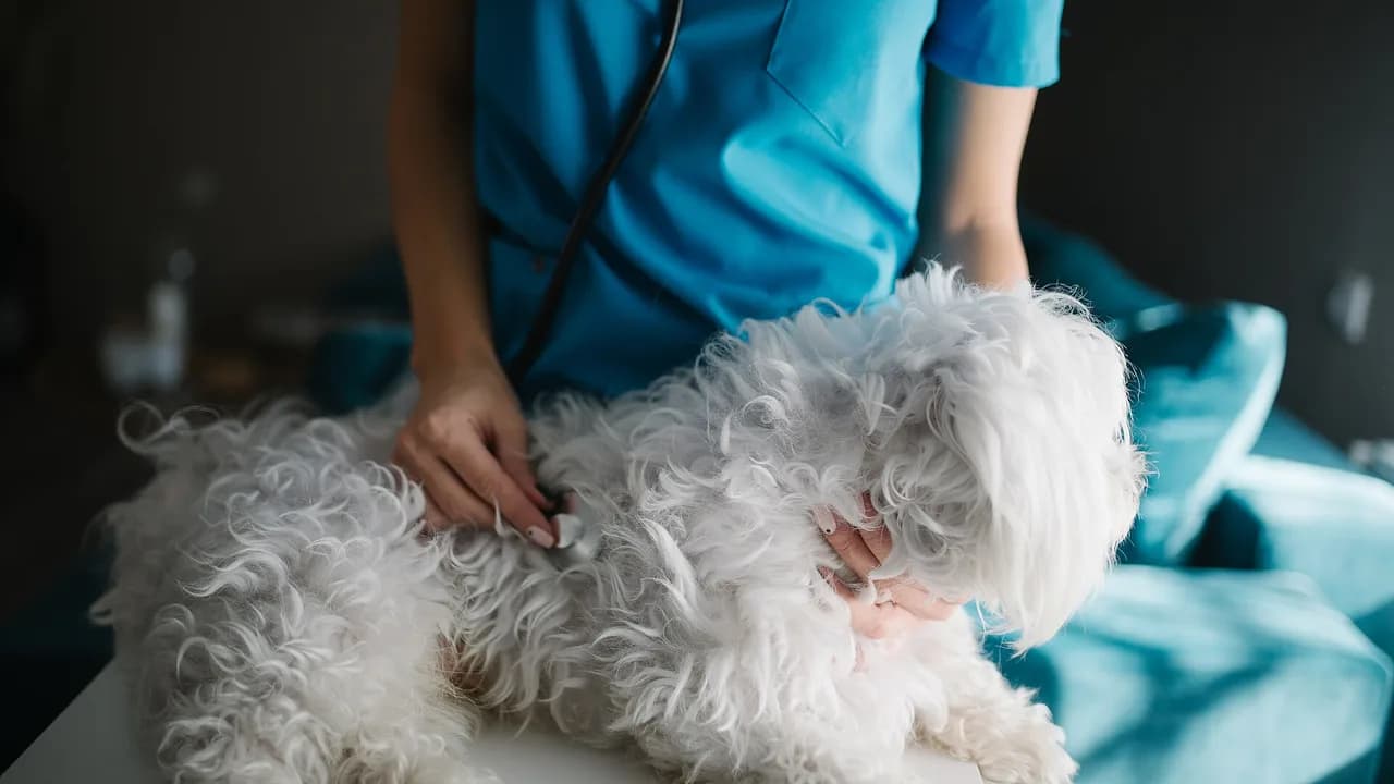 Big Vet Bills on a Credit Card: Surgery Costs, EMI Options and Pet Insurance Claims