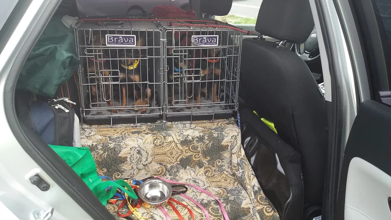 Buying Pet Crates, Carriers and Beds Online: A Cardholder's Guide