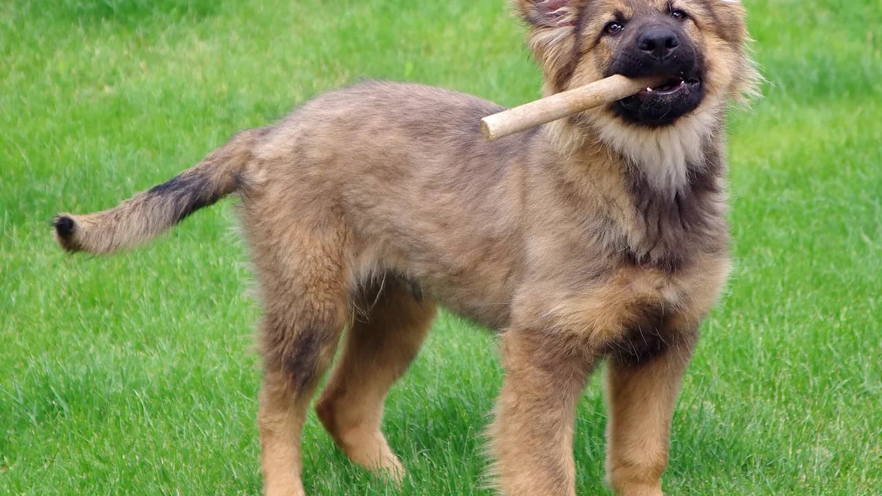 Paying for a New Puppy or Kitten: Adoption Fees, First Vet Bills and Pet Insurance